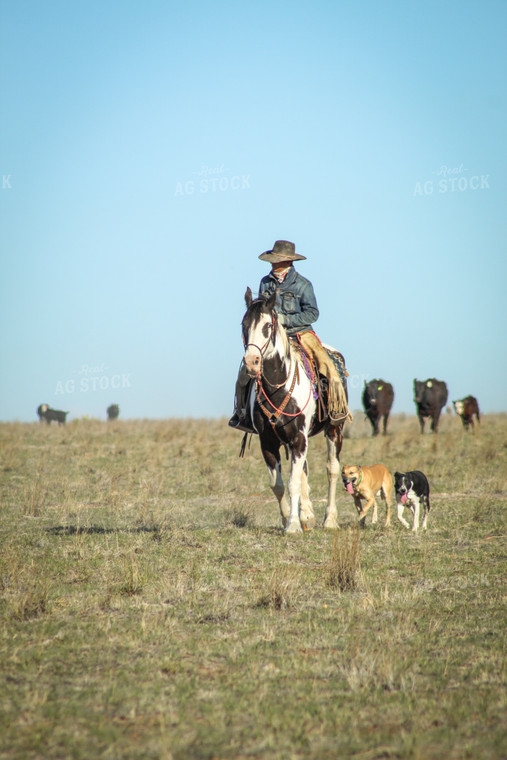 Male Rancher on Horse with Cattle 78005