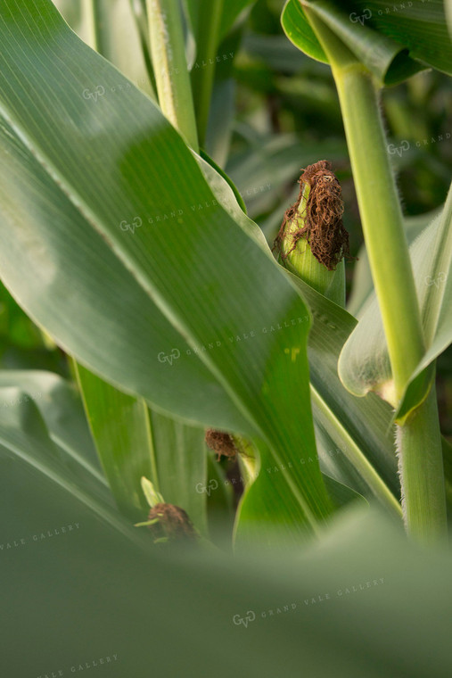 Corn - Mid-Season 1307