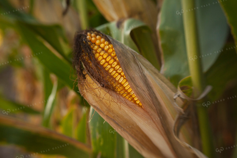 Corn - Mid-Season 1308