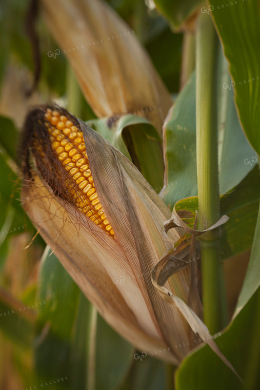 Corn - Mid-Season 1309