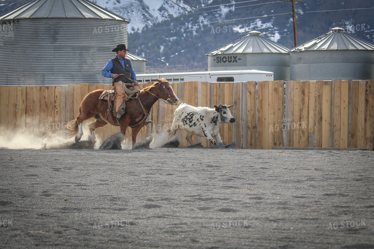 Male Rancher on Horse Chasing Cow 78053