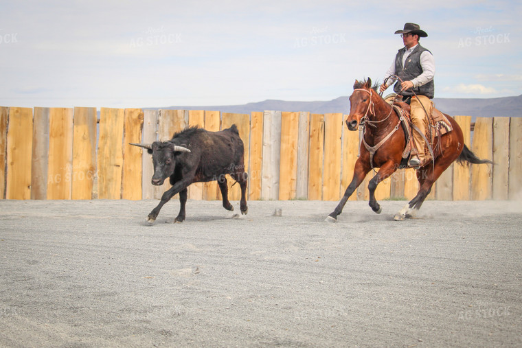 Male Rancher on Horse Chasing Cow 78061