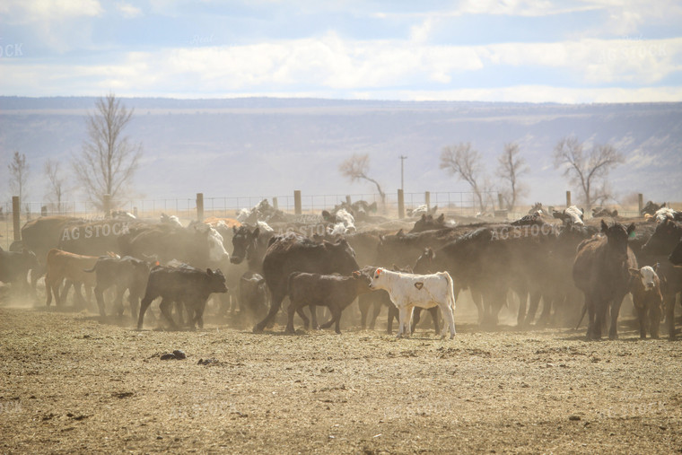 Cattle in Pasture 78065
