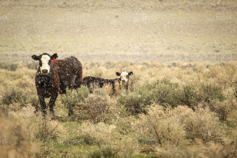 Black Baldy Cattle in Pasture 78072