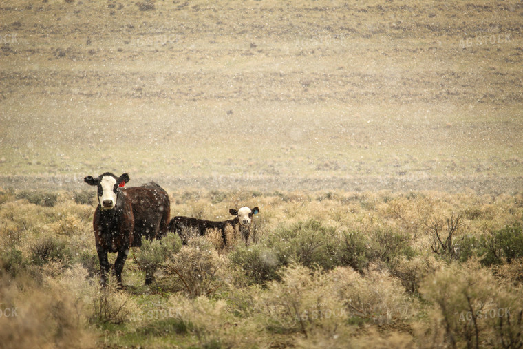 Black Baldy Cattle in Pasture 78073