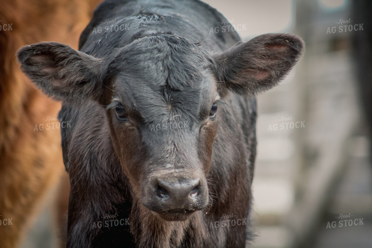 Angus Cow Head 78076