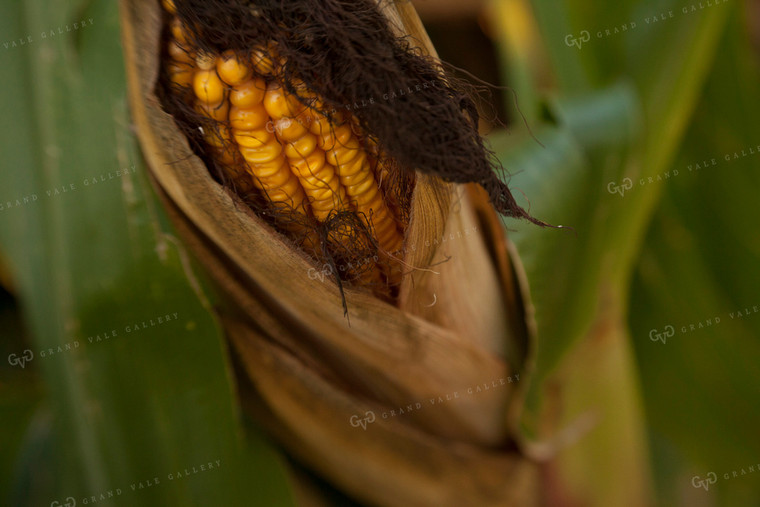 Corn - Mid-Season 1314