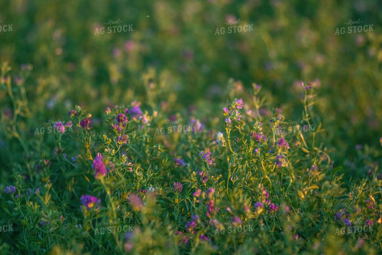 Alfalfa Plant 72070