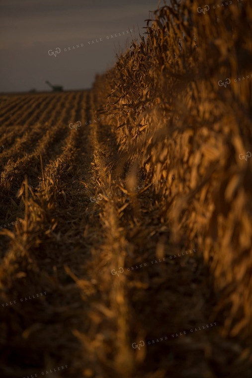 Corn - Dry 1319