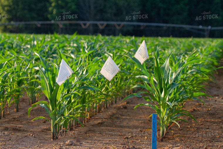 Corn Field with Stakes and Flags 79048