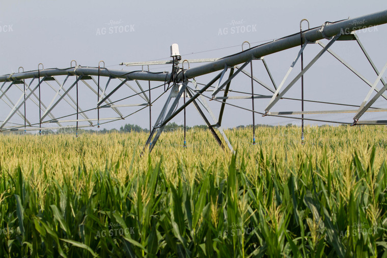 Irrigation in Corn Field 79060