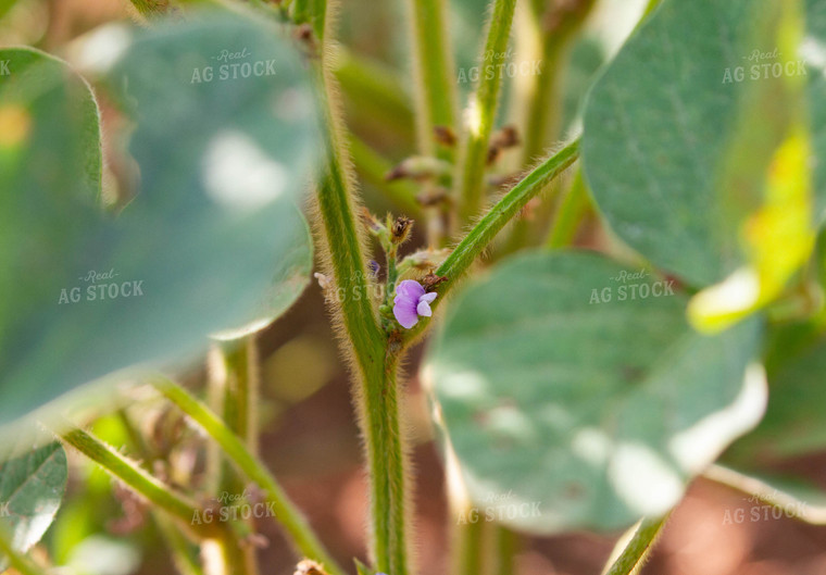 Up Close Soybean Plant 79063
