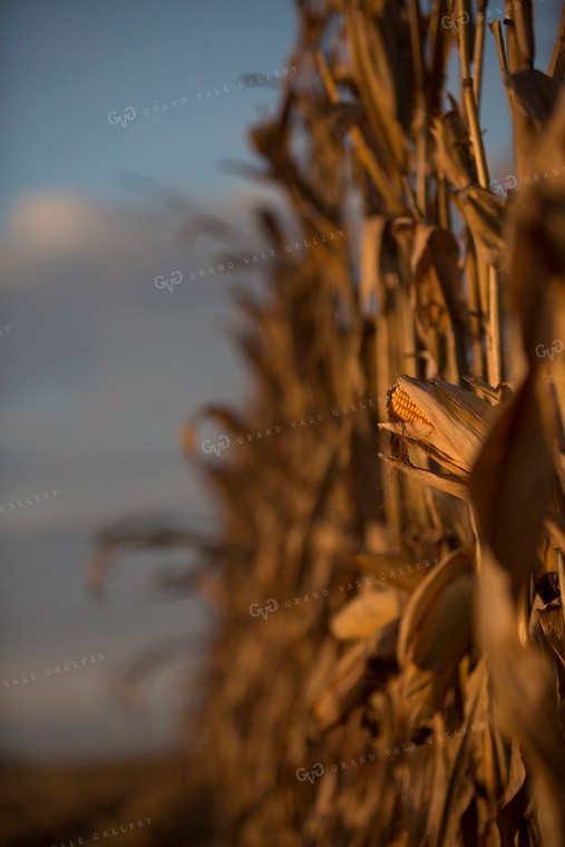 Corn - Dry 1323