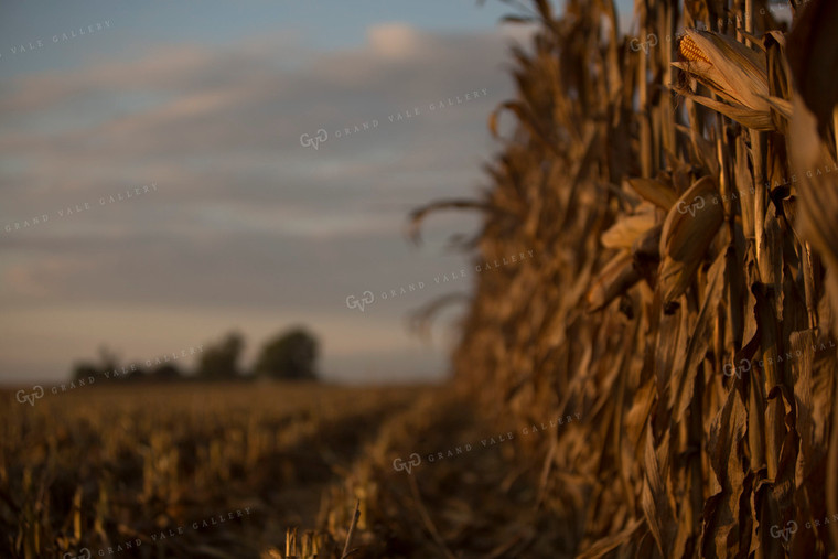 Corn - Dry 1325