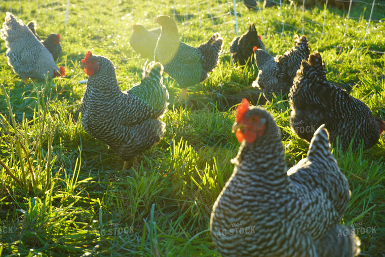 Chickens in Farmyard  65030