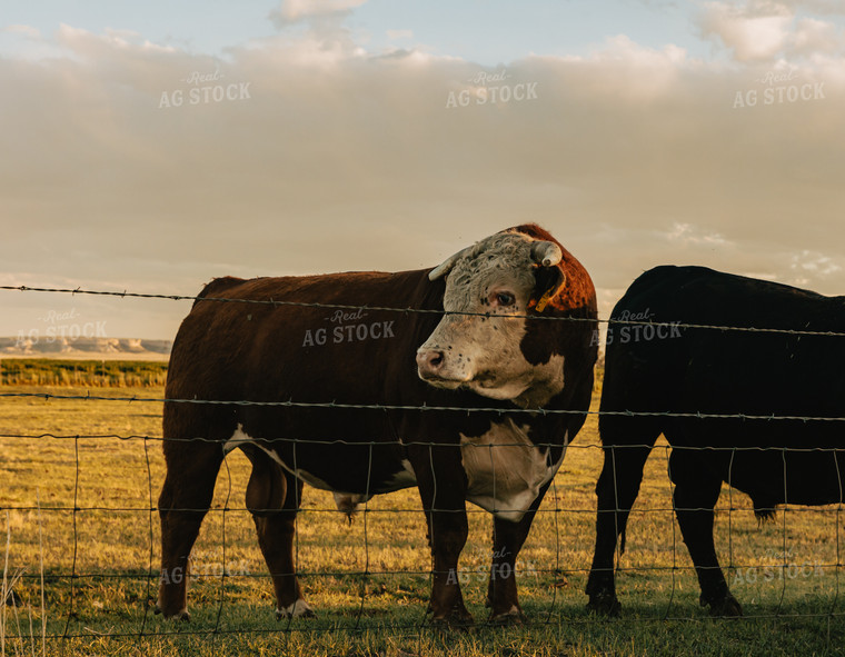 Hereford Bull in Pasture 61097
