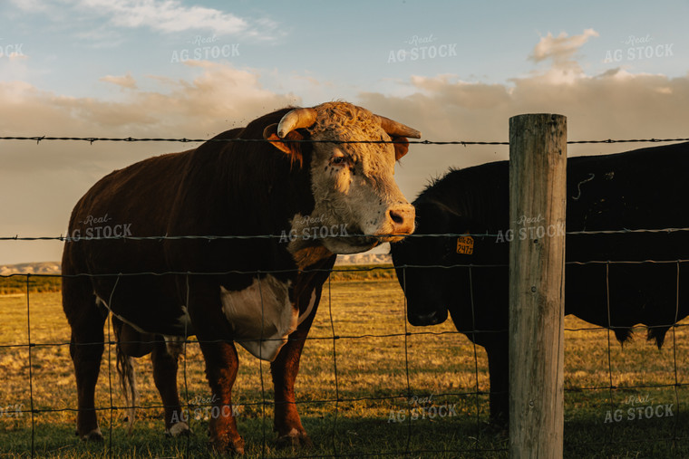 Hereford Bull in Pasture 61098