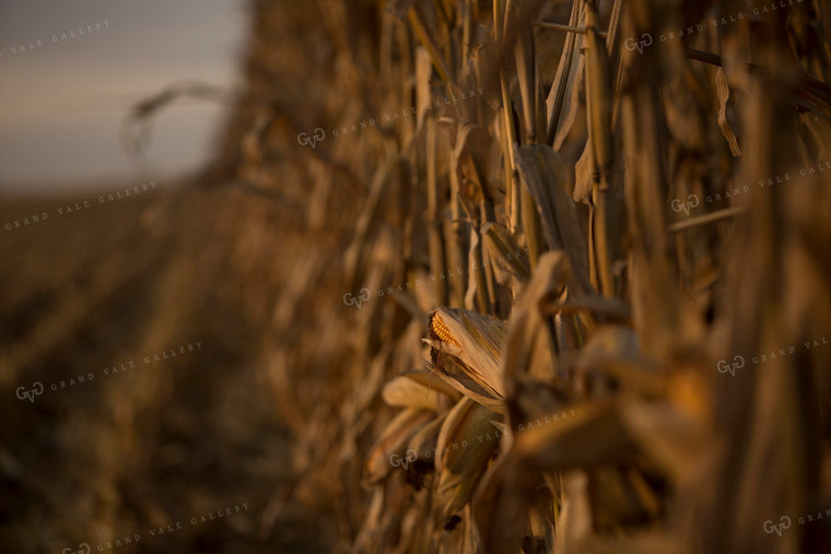 Corn - Dry 1327