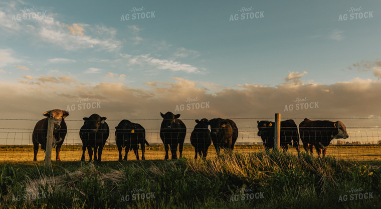 Angus Cows and Hereford Bull in Pasture 61103