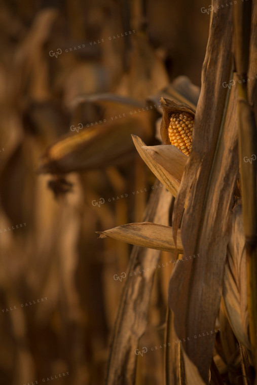 Corn - Dry 1328
