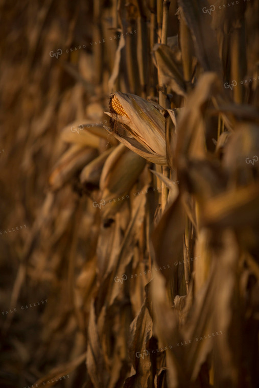 Corn - Dry 1329