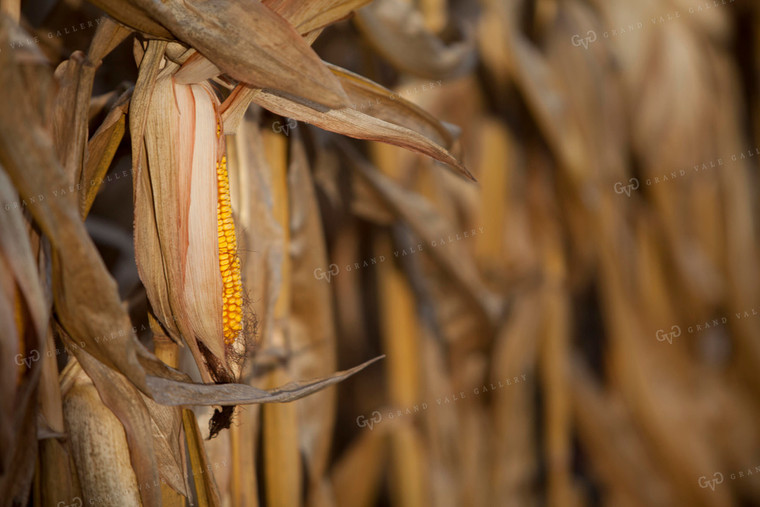 Corn - Dry 1331