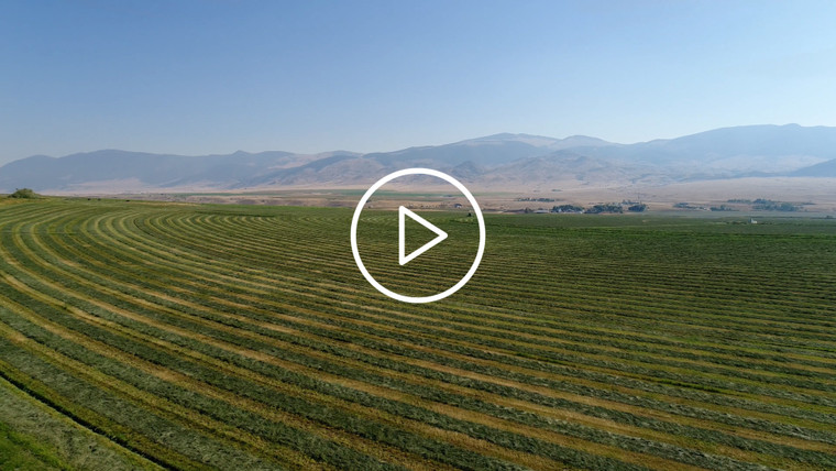 Cutting Alfalfa Field 51054