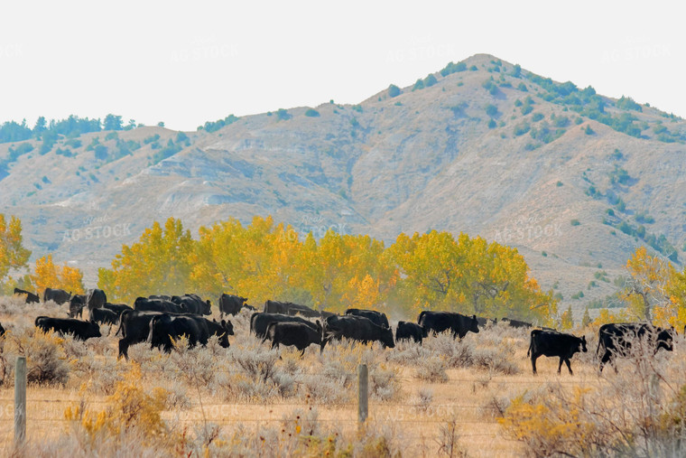 Angus Cattle in Pasture 63042