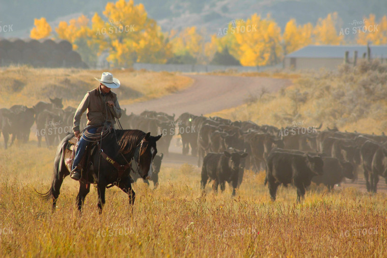 Cattlemen in Pasture 63046