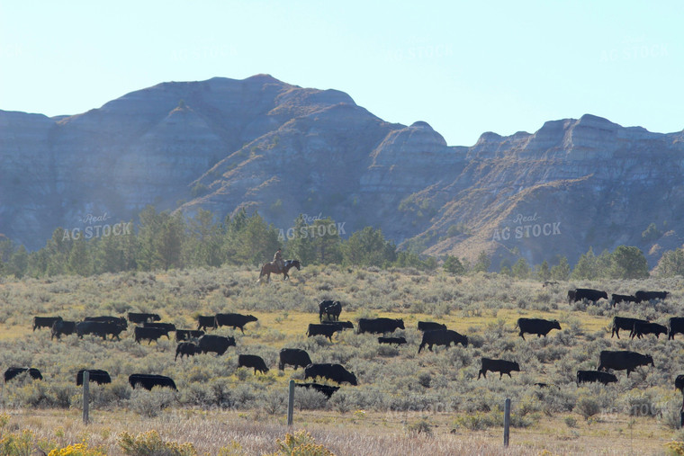 Angus Cattle in Pasture 63048