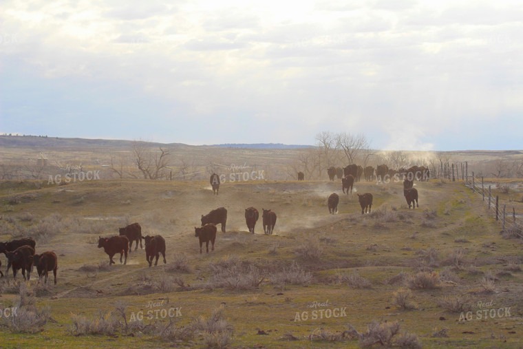 Cattle Moving in Pasture 63052