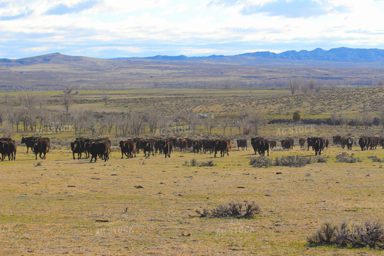 Cattle Moving in Pasture 63055