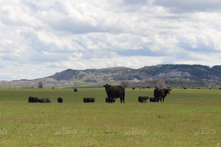 Cattle in Pasture 63056
