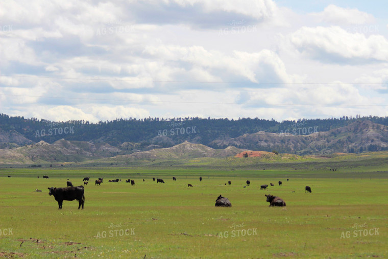 Cattle in Pasture 63057