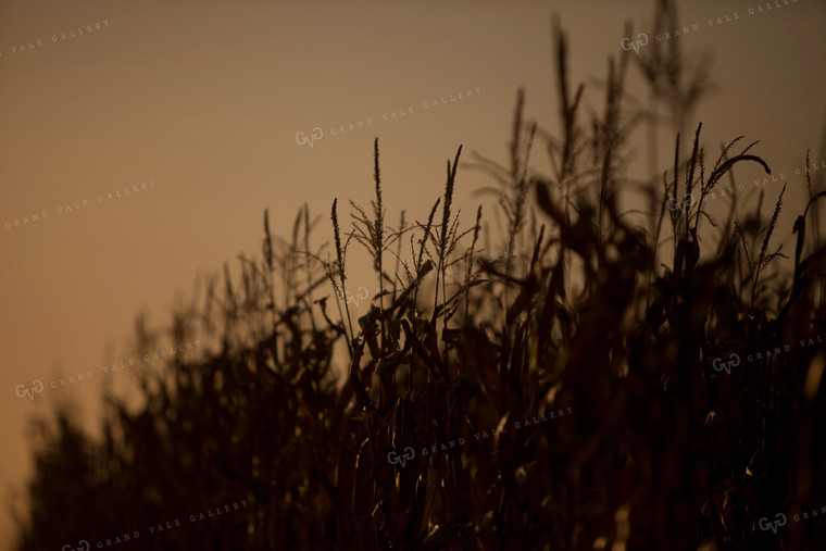 Corn - Dry 1339