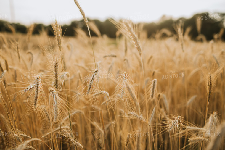 Field of Rye 5956