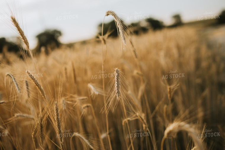 Field of Rye 5959