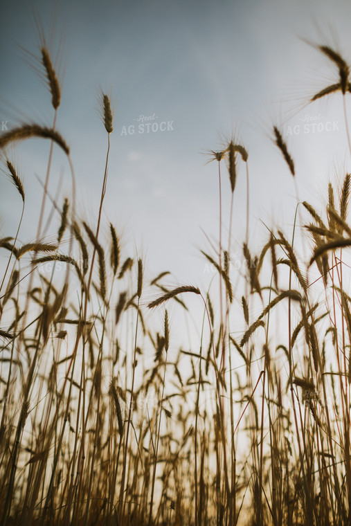 Field of Rye 5962