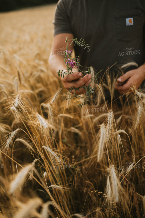 Farmer in Rye Field 5977