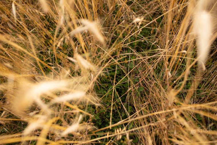 Rye Field with Clover 5980