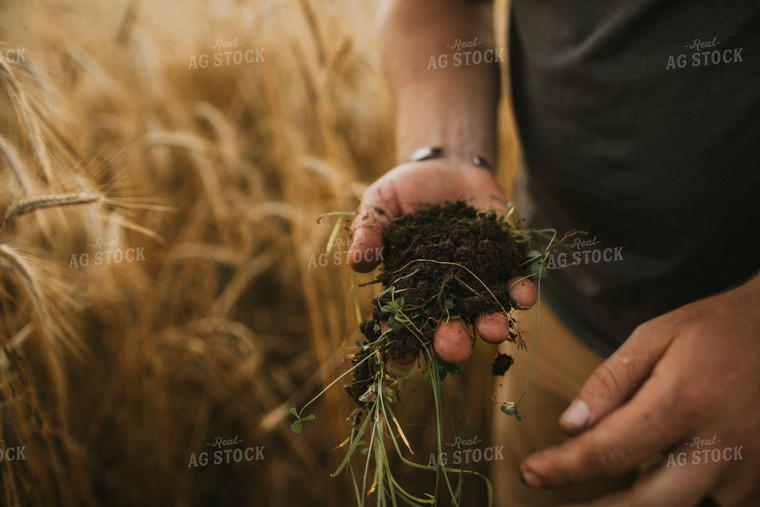 Farmer in Rye Field with Clover 5994