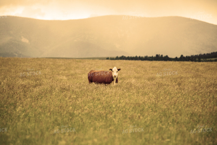 Hereford Cow in Pasture 81002