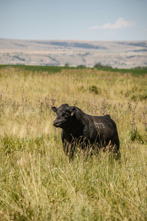 Angus Cow in Pasture 81004