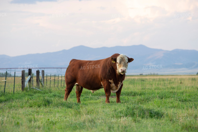 Hereford Bull in Pasture 81012