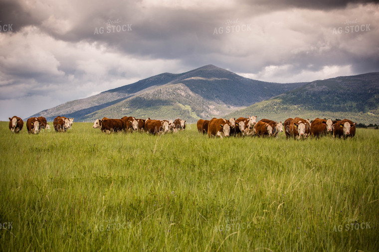 Hereford Cattle in Pasture 81013