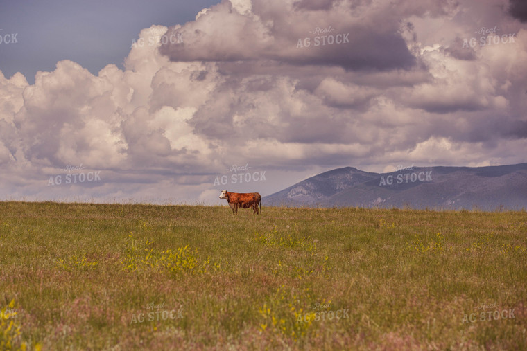 Hereford Cow in Pasture 81014