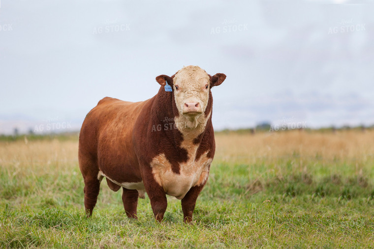 Hereford Bull in Pasture 81015