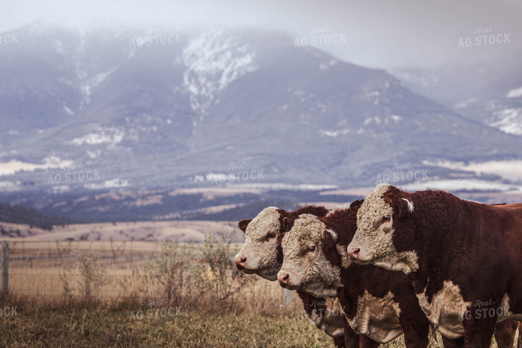 Hereford Cattle with Mountains 81018