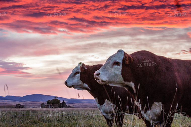 Hereford Cattle at Sunset 81019