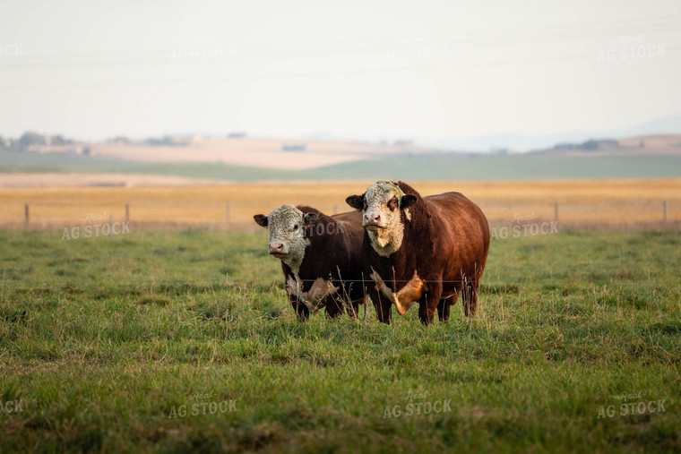 Hereford Bulls in Pasture 81027